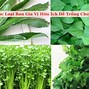 Các Loại Rau Gia Vị Dễ Trồng